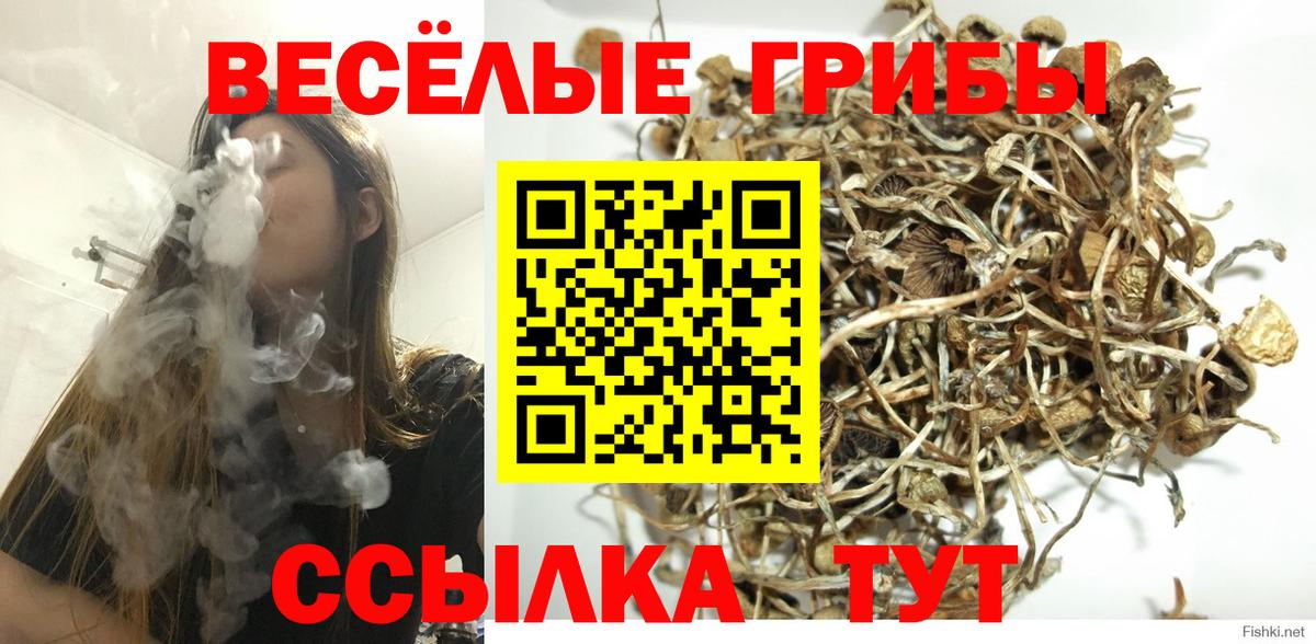 Галлюциногенные грибы Cubensis  наркотики  Вход с VPN  Выборг  Галлюциногенные грибы Psilocybine cubensis 